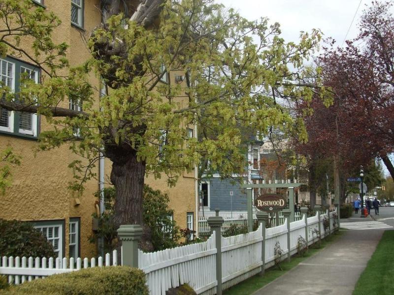 Rosewood Inn Victoria Bagian luar foto